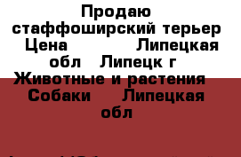 Продаю стаффоширский терьер › Цена ­ 2 000 - Липецкая обл., Липецк г. Животные и растения » Собаки   . Липецкая обл.